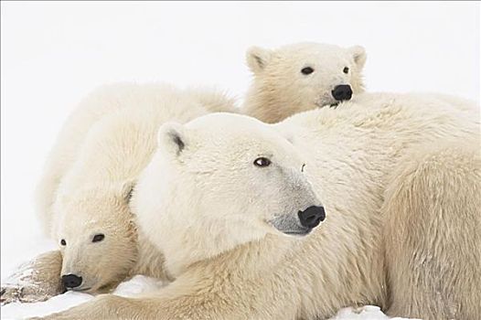 北极熊,母兽,幼兽,丘吉尔市,曼尼托巴,加拿大