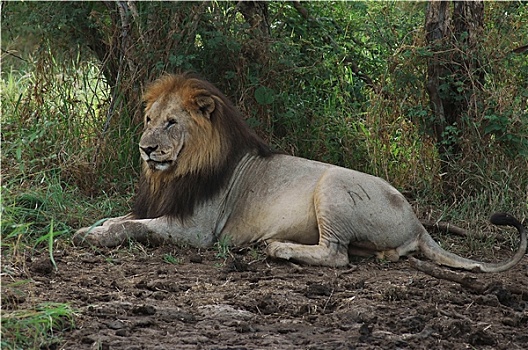 国王,狮子