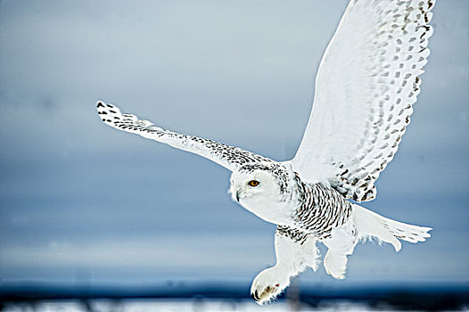 雌性,雪鹄,飞行,上方,雪,圣巴泰勒米,魁北克,加拿大,冬天