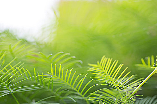 茑萝松,美丽的植物特写镜头