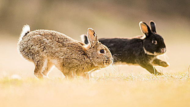 两个,兔子,兔豚鼠属,玩,穿过,驯服,下奥地利州,奥地利,欧洲