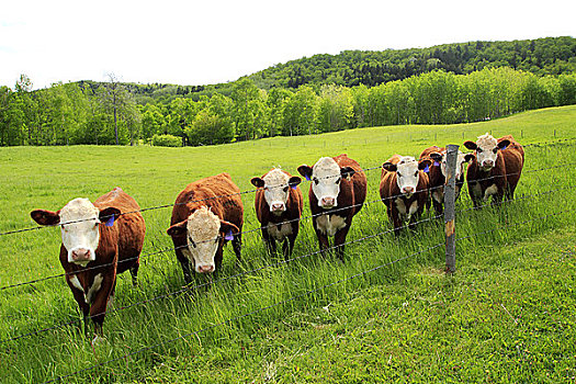 母牛,地点,新斯科舍省,加拿大