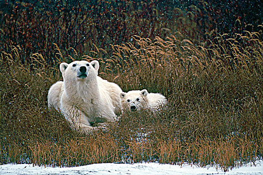 北极熊,幼兽,树林,丘吉尔市,哈得逊湾,曼尼托巴,加拿大