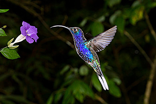 雄性,飞行,蓬塔雷纳斯,哥斯达黎加,中美洲