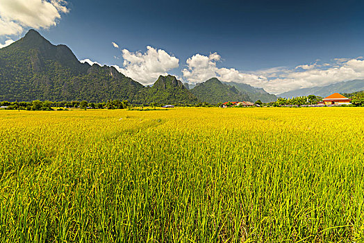 稻田,围绕,岩石构造,万荣,老挝,流行,目的地,探险游,石灰岩,风景