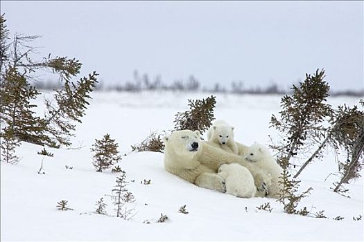 北极熊,三个,老,幼兽,哺乳,玩,母兽,白云杉,脆弱,瓦普斯克国家公园,曼尼托巴,加拿大