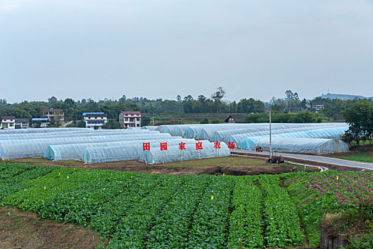 新农村蔬菜基地