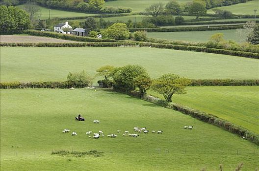 农民,驾驶,绵羊,德文郡,英格兰,英国