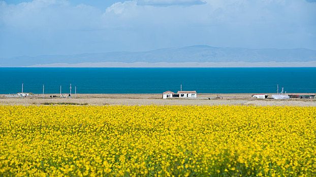 油菜花