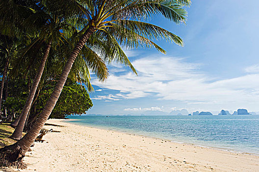 棕榈树,树,沙,海滩,长滩,苏梅岛,岛屿,攀牙,泰国,东南亚,亚洲