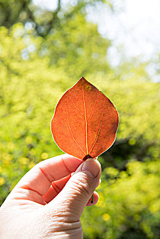 一片树叶,手拿,背景,绿色,红色