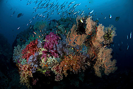印度尼西亚,巴布亚岛,四王群岛,景色,珊瑚,鱼群,鱼