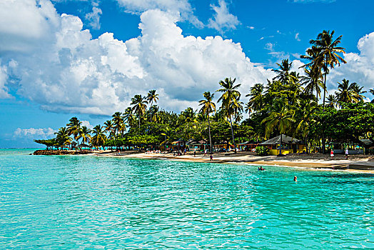 沙滩,棕榈树,多巴哥岛,特立尼达和多巴哥,加勒比