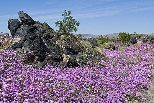 莫哈韦沙漠,沙子,马鞭草属植物,花,盛开,火山口,加利福尼亚,美国