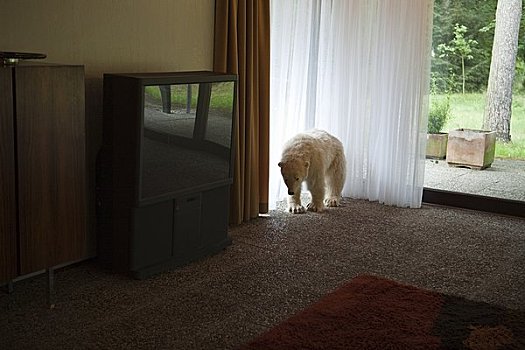 北极熊,客厅
