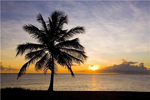 日落,上方,加勒比海,巴巴多斯