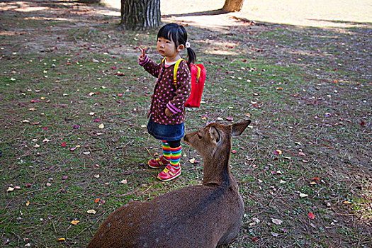 女孩,站立,鹿,奈良,公园,日本