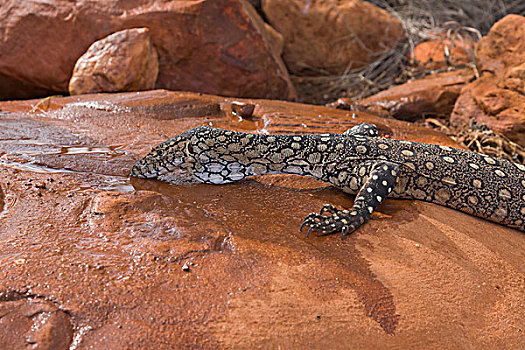 巨大,巨蜥,喝,国家公园,北领地州,澳大利亚