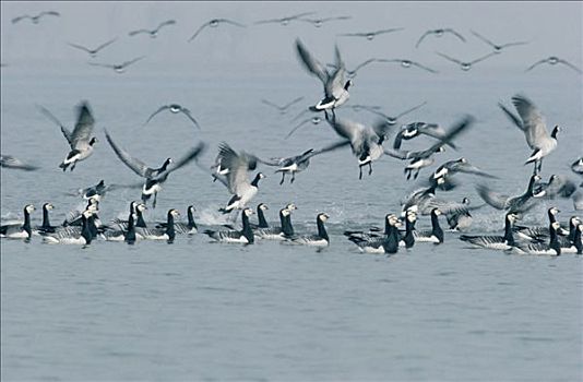 白额黑雁,成群,水上,飞起,欧洲