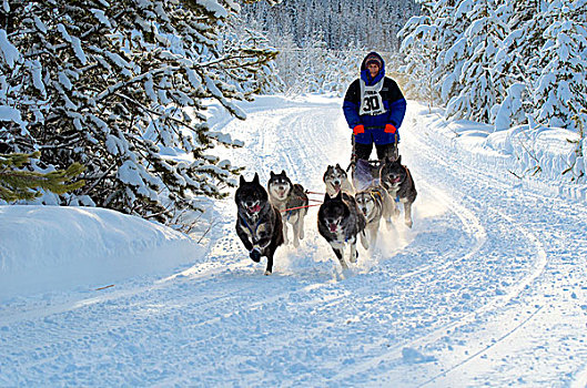 狗拉雪橇,比赛,流行,冬天,激情,许多,北方,气候,不列颠哥伦比亚省,育空,阿拉斯加,混合,动物,人,力量