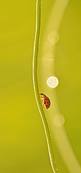 动物,昆虫,七星瓢虫