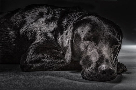 睡觉,黑色拉布拉多犬,工作室