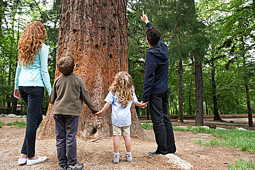 家庭,站立,一起,高,树,握手,后视图