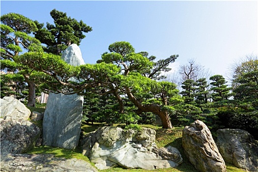 中式花园,植物