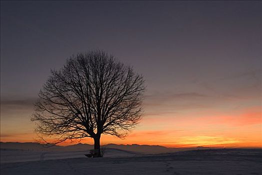 孤树,日落,冬天,上巴伐利亚,德国