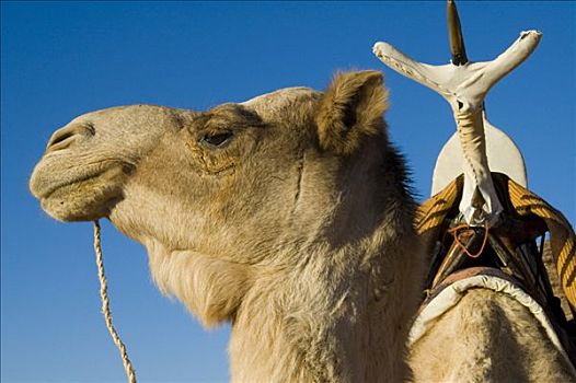 单峰骆驼,柏柏尔人,马鞍,利比亚