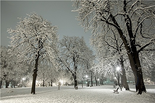 冬天,雪,公园