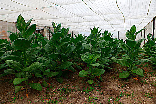 古巴,烟草植物,温室,庄园,种植园