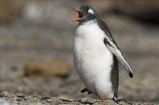 巴布亚企鹅,幼禽,南极