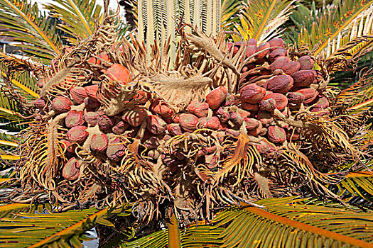 成熟,种子,棕榈树,富埃特文图拉岛,加纳利群岛,西班牙,欧洲