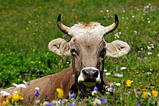 母牛,头像,瓦莱州,瑞士,欧洲