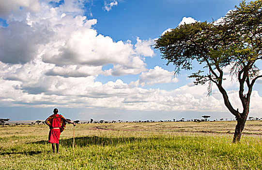肯尼亚,马赛马拉,自然保护区,孤单,马萨伊勇士,刺槐,云,麦赛-玛拉国家公园