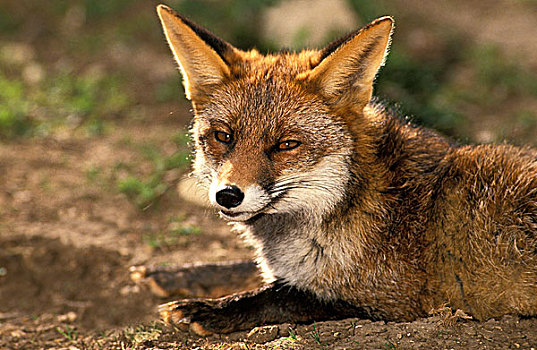 红狐,狐属,成年,卧