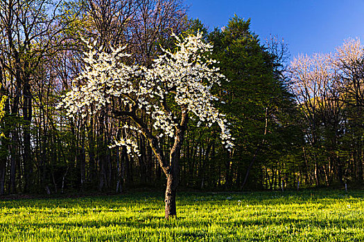 孤单,盛开,樱桃树,牧场,春天,瑞士
