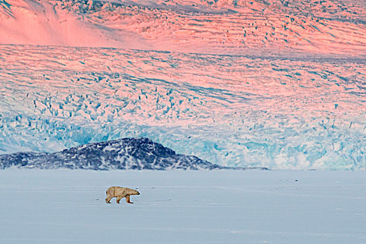 北极熊,西部,斯匹次卑尔根岛,斯瓦尔巴特群岛
