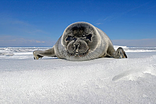 贝加尔湖,海豹,后代,淡水,躺着,冰,冰冻,西伯利亚,俄罗斯,欧洲