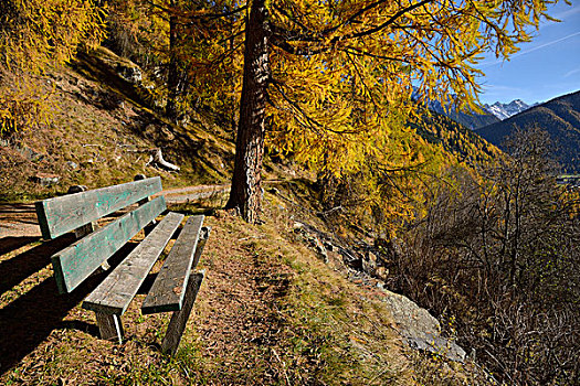 长椅,正面,秋天,落叶松,泽奈尔斯,恩格达恩,瑞士,欧洲