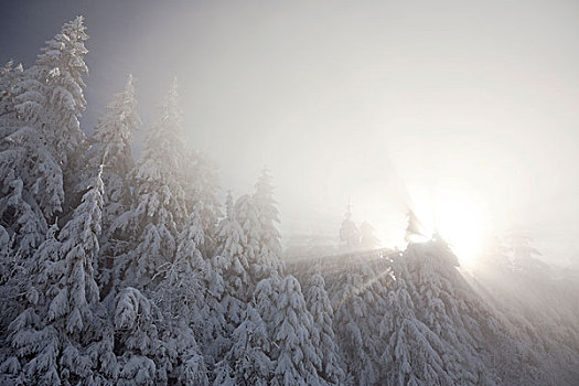 积雪,树,太阳,雾,北方,黑森林,巴登符腾堡,德国,欧洲