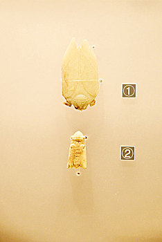河南省博物院馆藏的青玉蝉与白玉蝉