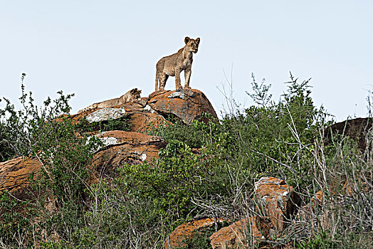 两个,幼狮,狮子,石头,自然保护区,查沃,肯尼亚