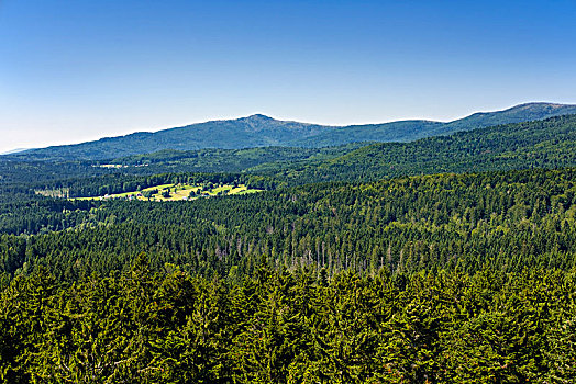 风景,树梢,小路,巴伐利亚森林,靠近,背影,格罗塞尔,巴伐利亚森林国家公园,下巴伐利亚,巴伐利亚,德国,欧洲