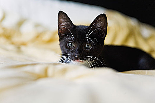 黑色,小猫,放松,床