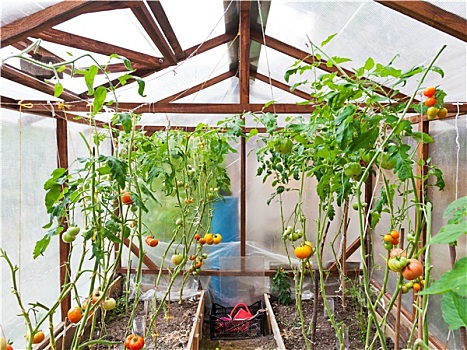 温室,西红柿