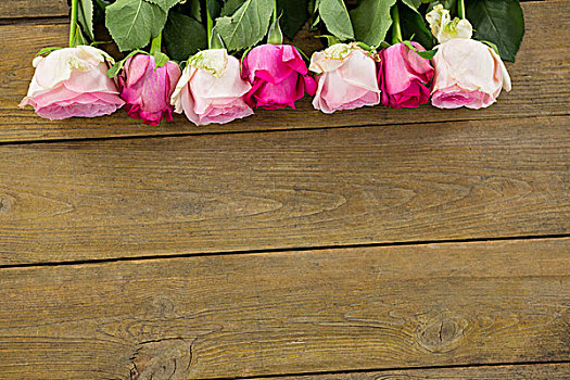 粉色,玫瑰,放置,厚木板,特写