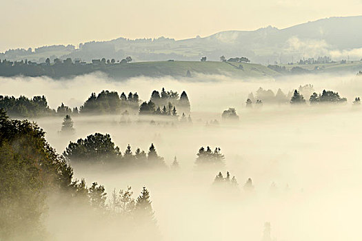 树林,遮盖,雾,施维茨,瑞士,欧洲