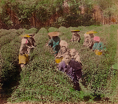 挑选,著名,茶,靠近,东京,日本,1896年,艺术家,未知